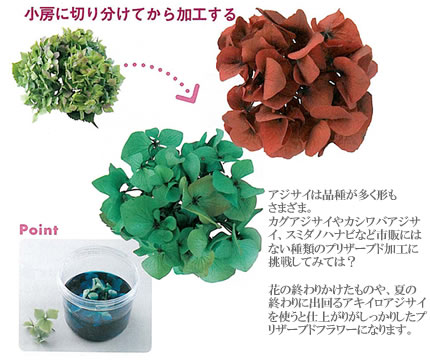 紫陽花(あじさい)